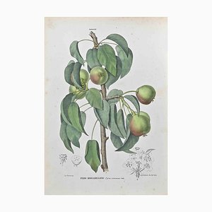Vincenzo Tenore, The Pome Fruits, Lithograph, 1870s