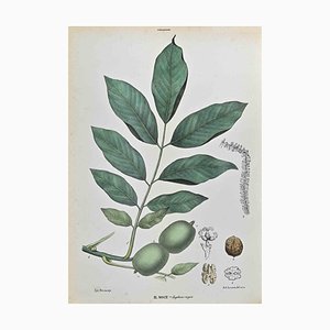 Vincenzo Tenore, The Iuglandians, Lithograph, 1870s