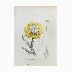 Vincenzo Tenore, The Cataceae, Lithograph, 1870s