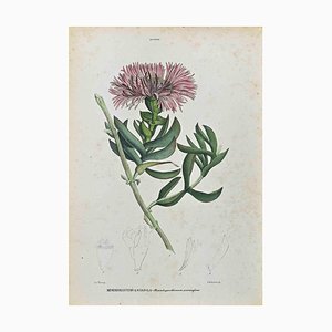 Vincenzo Tenore, The Phycoids, Lithograph, 1870s