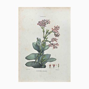 Vincenzo Tenore, The Chassolaceae, Lithograph, 1870s