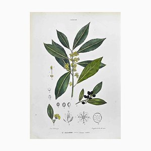 Vincenzo Tenore, The Laurinee, Lithographie, 1870s