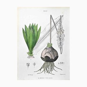Vincenzo Tenore, The Lilies, Lithograph, 1870s