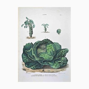 Vincenzo Tenore, The Cruciferous, Lithograph, 1870s