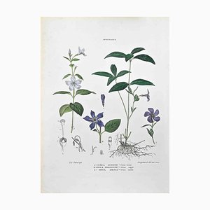 Vincenzo Tenore, The Apocynaceae, Lithograph, 1870s