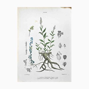 Vincenzo Tenore, The Polygales, Lithograph, 1870s