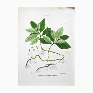 Vincenzo Tenore, The Robbiacee, Lithograph, 1870s