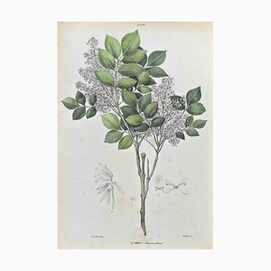 Vincenzo Tenore, The Oleaceae, Lithograph, 1870s