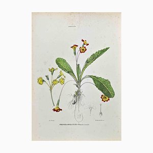 Vincenzo Tenore, The Primroses, Lithograph, 1870s