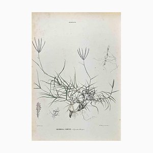 Lithographie Vincenzo Tenore, The Grasses, 1870s