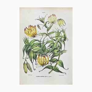 Vincenzo Tenore, The Lilies, Lithograph, 1870s