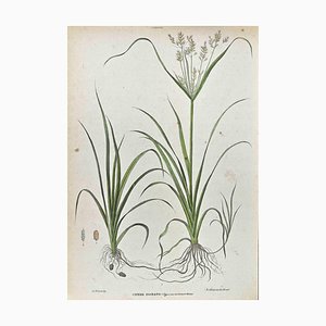 Vincenzo Tenore, The Cyperaceae, Lithograph, 1870s