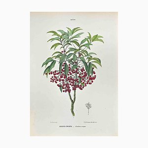 Vincenzo Tenore, The Myrsineae, Lithograph, 1870s
