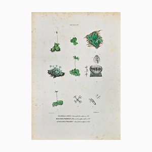 Vincenzo Tenore, The Marcanziaceae, Lithograph, 1870s