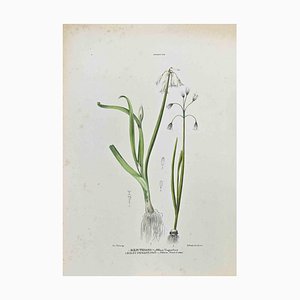 Lithographie Vincenzo Tenore, The Lilies, 1870s