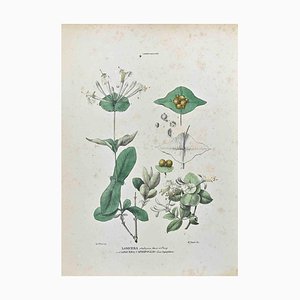 Vincenzo Tenore, The Caprifoliacee, Lithograph, 1870s