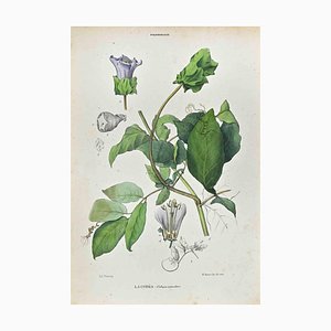 Vincenzo Tenore, The Polemoniaceae, Lithograph, 1870s