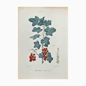 Vincenzo Tenore, The Ribesiaceae, Lithograph, 1870s