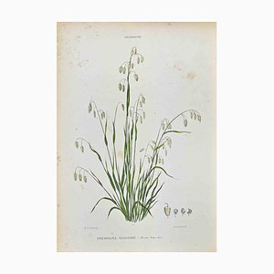 Lithographie Vincenzo Tenore, The Grasses, 1870s