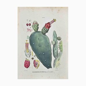 Vincenzo Tenore, The Cactaceae, Lithograph, 1870s