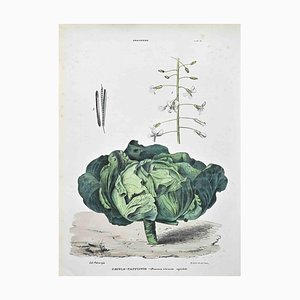 Vincenzo Tenore, The Cruciferous, Lithograph, 1870s