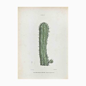 Vincenzo Tenore, The Euphorbiaceae, Lithograph, 1870s