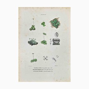 Vincenzo Tenore, The Marcanziaceae, Lithograph, 1870s
