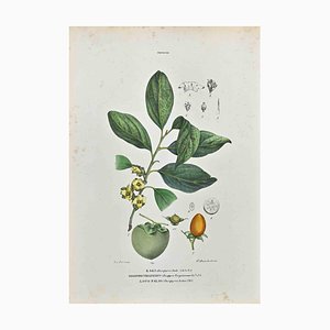 Vincenzo Tenore, The Ebenaceae, Lithograph, 1870s
