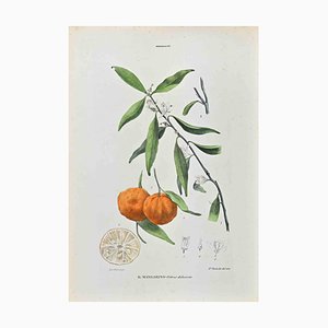 Vincenzo Tenore, The Auranziaceae, litografía, década de 1870