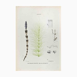 Vincenzo Tenore, The Equisetaceae, Lithograph, 1870s
