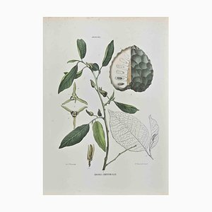 Vincenzo Tenore, The Anonaceae, Lithograph, 1870s