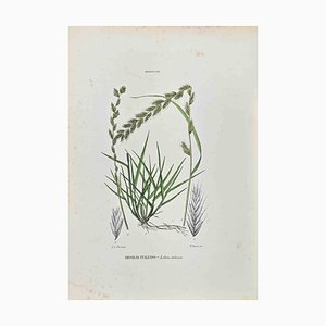 Vincenzo Tenore, The Gramineae, Lithograph, 1870s