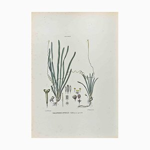 Vincenzo Tenore, The Hydrocharidee, Lithograph, 1870s