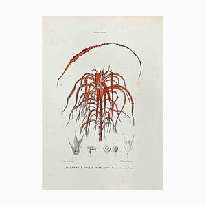 Vincenzo Tenore, The Amarantaceae, Lithograph, 1870s