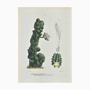Vincenzo Tenore, The Cactaceae, Lithograph, 1870s