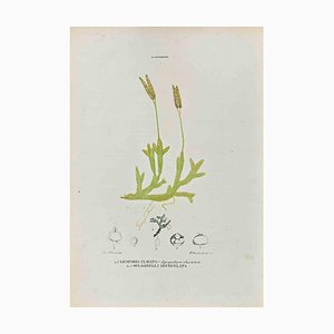 Vincenzo Tenore, The Lycopodiaceae, Lithograph, 1870s