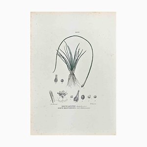 Lithographie Vincenzo Tenore, The Isoetee, 1870s