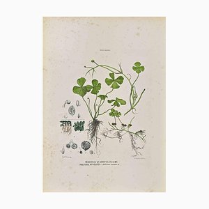 Vincenzo Tenore, The Rhizocarpeae, Lithograph, 1870s