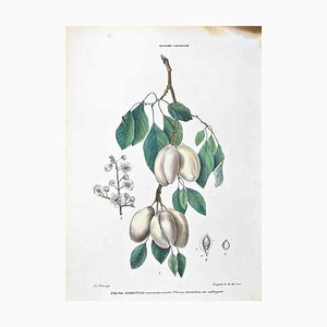 Vincenzo Tenore, The Rosaceae, Amiddalee, Lithograph, 1870s