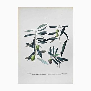 Vincenzo Tenore, The Olaceae, Lithograph, 1870s