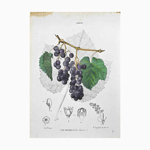 Vincenzo Tenore, The Ampelites, Lithograph, 1870s
