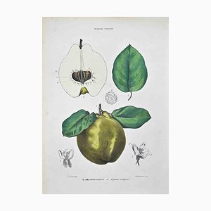 Vincenzo Tenore, The Pomaceous Rosacées, Lithographie, 1870s
