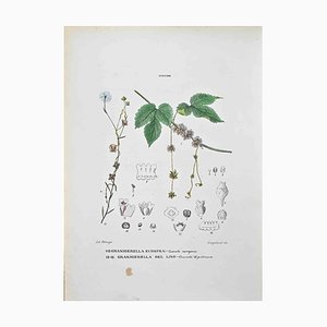 Vincenzo Tenore, The Cuscuteas, Lithograph, 1870s