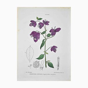 Lithographie Vincenzo Tenore, The Nittagineas, 1870s