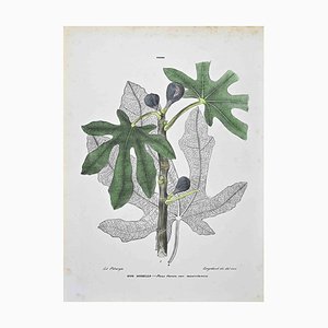 Vincenzo Tenore, The Moree, Lithograph, 1870s