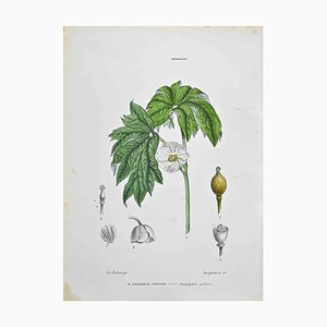 Vincenzo Tenore, Die Berberiden, Lithographie, 1870er