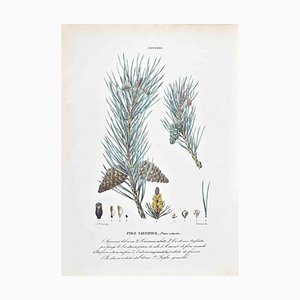 Vincenzo Tenore, The Conifers, Lithograph, 1870s