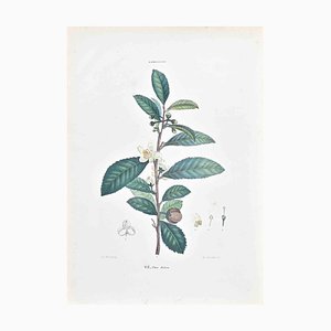 Vincenzo Tenore, The Camelliaceae, Lithograph, 1870s