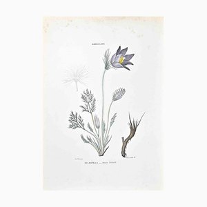 Vincenzo Tenore, The Ranunculaceae, Lithograph, 1870s