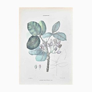 Vincenzo Tenore, The Terebintaceae, Lithograph, 1870s
